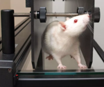 Using the CatWalk XT to perform gait analysis on rodents