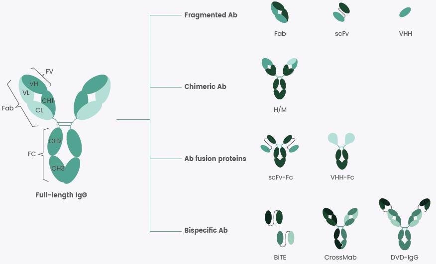 Some Recombinant Antibody Formats at a Glance.