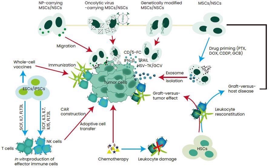 Strategies for the application of stem cell therapy in the treatment of cancer.