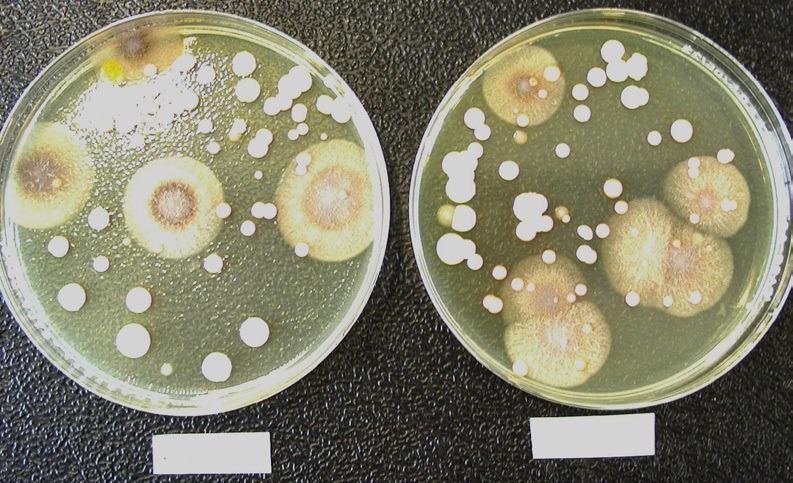 Comparison of the microbiological flora grown on a test filter (left) and its corresponding reference filter (right). The composition of the microbiological population found on the test and reference filters is comparable. Representative soybean-casein-digest agar medium plates showing the microbiological flora grown on a test filter (left) and its corresponding reference filter (right).