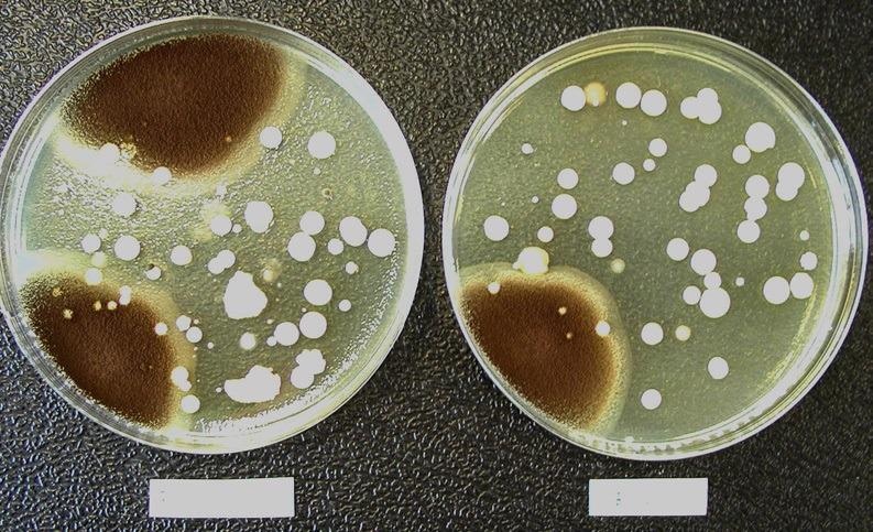 Comparison of the microbiological flora grown on a test filter (left) and its corresponding reference filter (right). The composition of the microbiological population found on the test and reference filters is comparable. Representative soybean-casein-digest agar medium plates showing the microbiological flora grown on a test filter (left) and its corresponding reference filter (right).