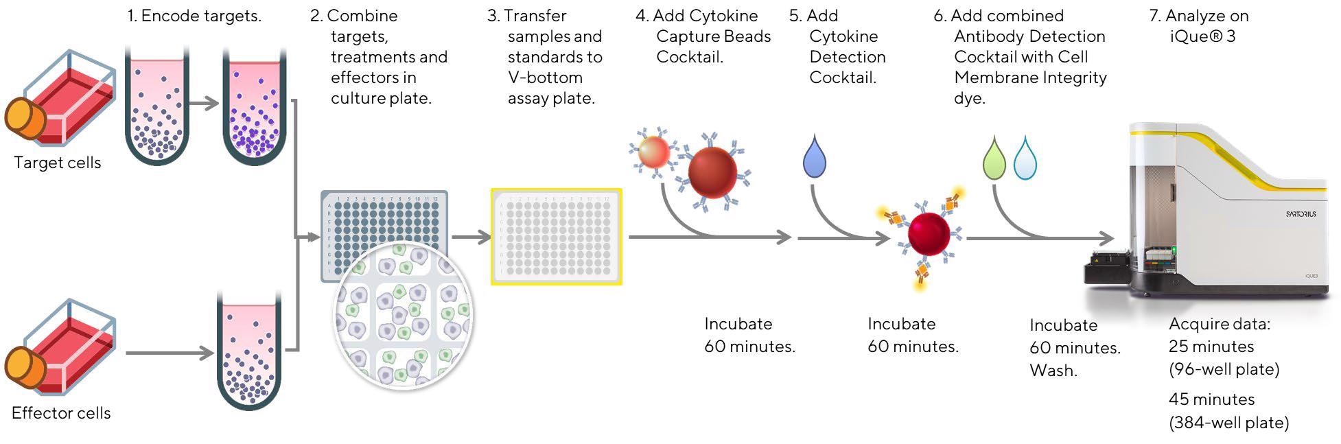 Schematic diagram of the workflow for the analysis of NK cell cytotoxic function, along with assessment of the NK cell activation state and cytokine/effector protein release using the iQue® Human NK Cell Killing Kit. Effector cells (Cellero; human PBMCs or enriched, negatively selected human NK cells) were thawed and allowed to recover in media (Corning; RPMI 1640 medium with 10% fetal bovine serum for enriched NK cells, or RPMI 1640 containing 10% FBS, 1% non-essential amino acids, 1% sodium pyruvate, and 1% Pen/Strep for PBMCs) for 16-18 h overnight. On the assay day, a frozen aliquot of CD20+ Raji tumor target cells (ATCC, Burkitt’s lymphoma cell line) previously stained with a fluorescent encoder dye, was thawed, counted, and plated in triplicate in a 96 well plate at 20 K/well for 30 minutes at room temperature in the presence of individual anti-CD20 mAbs at concentrations ranging between 0- 10 µg/mL. The anti-hCD20 mAbs (InvivoGen) included hcd20-mab1 (Rtx-G1) composed of a human IgG1 Fc region and variable region of rituximab, hcd20ga-mab1 (Ob-G1) which was a fully humanized mAb with the variable region of obinutuzumab and a native human IgG1 Fc region, and hcd20ga-mab13 (Ob-G1nF) with the variable region of obinutuzumab and a nonfucosylated human IgG1 Fc region. Another anti-hCD20 mAb, hcd20ga-mab7 (Ob-A2), was used as a negative control. It also possessed the variable region of obinutuzumab, but had a human IgA2 constant region, and did not bind FcγRIIIa (CD16a). Next, effector cells were added at an Effector to Target (E:T) ratio of 10:1 (PBMCs) or 1:1 (enriched NK cells). In parallel, effector cells were cultured in triplicate in media alone, or cocultured with targets alone to evaluate direct tumor cell killing without antibody. Direct antibody-mediated killing of tumor cells was also assessed by culturing Raji cells with anti-CD20 mAbs in the absence of effector cells. Following co-culture for 4 hours at 37 °C, 5% CO2, 10 µL samples were assayed using the multiplexed iQue® Human NK Cell Killing Kit plus iQue® Human NK Companion Kits, and data acquisition was performed on the iQue® platform (VBR configuration) for advanced flow cytometry.