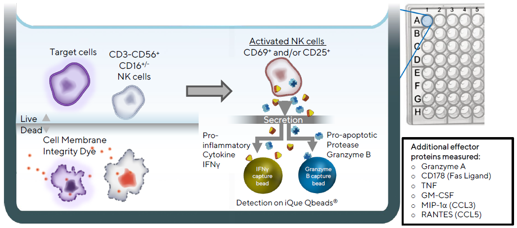 Illustration of iQue® Human NK Cell Killing Kit assay principles. Target cells are distinguished from effector cells by staining with a fluorescent encoder dye, and tumor cell killing is then determined by staining with a fluorescent cell membrane integrity dye. NK cells are identified using CD3, CD56, and CD16. Their activation state is assessed using CD69 and CD25. Production of the pro-inflammatory cytokine, Interferon gamma (IFNγ), and the pro-apoptotic serine protease, Granzyme B, are quantified using a 2-plex iQue Qbeads® in a sandwich immunoassay format in the same well. Additional compatible cytokines and effector proteins are measured by incorporating other iQue® Human NK Cell Companion Kits into the assay.