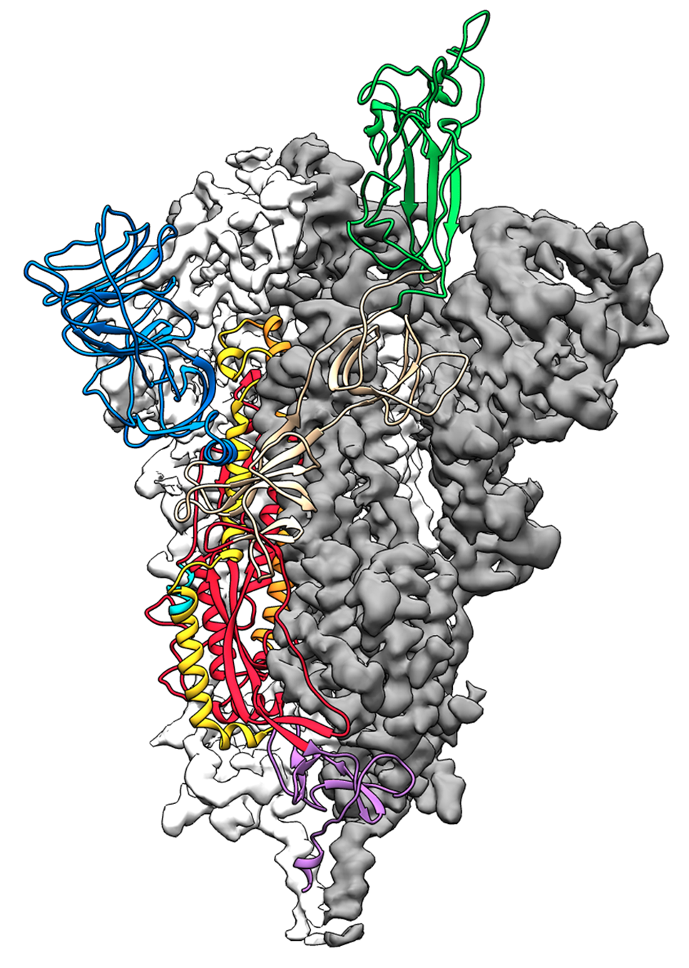 The first 3D molecular image of the coronavirus
