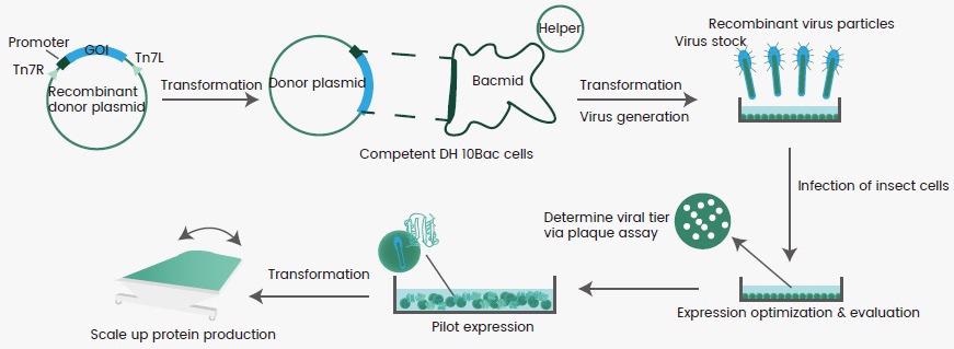 Expressing recombinant proteins with a baculovirus-insect cell system