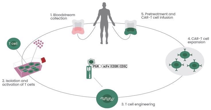 Forging a new era in cancer treatment with CAR T-cell therapy