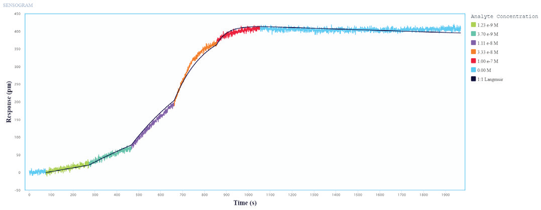 Single-cycle kinetics of Influenza A protein binding to immobilized Influenza A Antibodies on Alto. Influenza A protein analyte was titrated from 1.2 nM to 100 nM. The black curve is the Langmuir 1:1 binding fit model analyzed in the Nicoya Analysis Software.