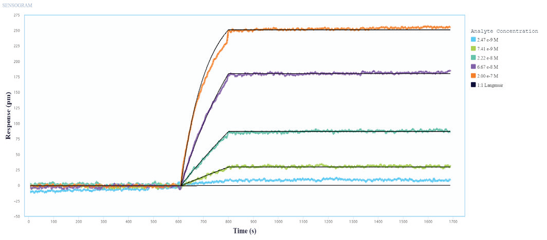 Multi-Cycle kinetics of Influenza A Protein binding to immobilized Influenza A Antibodies on Alto. Influenza A protein analyte was titrated from 2.4 nM to 200 nM. The black curve is the Langmuir 1:1 binding fit model analyzed in the Nicoya Analysis Software.