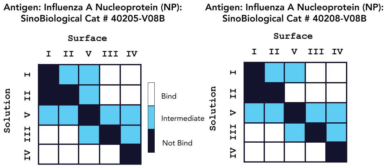 Epitope characterization analysis for Pan Influenza A Nucleoprotein Antibody binding to Influenza A Nucleoprotein Proteins Cat: 40205-V08B and 40208-V08B.