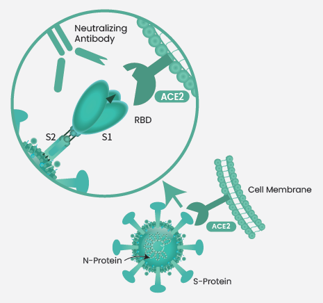 The neutralizing mechanism of SARS-CoV-2 RBD neutralizing antibody.
