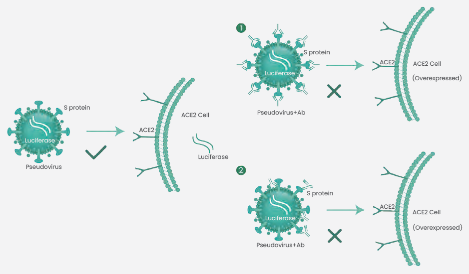 Schematic diagram of pseudovirus neutralization test. (1) Neutralizing antibodies directly block the binding of RBD and ACE2, preventing pseudovirus from infecting cells. (2) Neutralizing antibodies binding to Spike generates steric hindrance to inhibit RBD from binding to ACE2, or prevents cleavage of S1 and S2 subunits, thereby resulting in the failure of the pseudovirus to enter cells.
