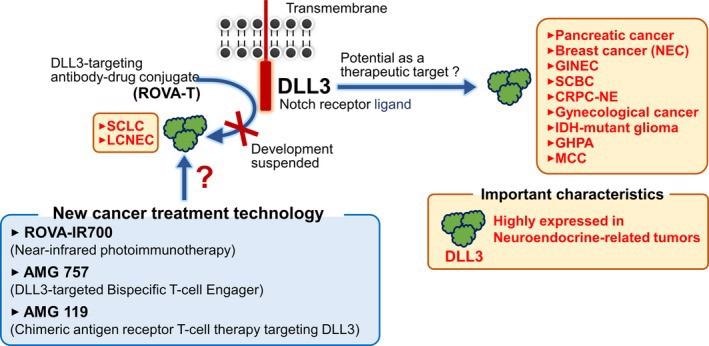 Targeting DLL-3 for a variety of potential lung cancer therapies