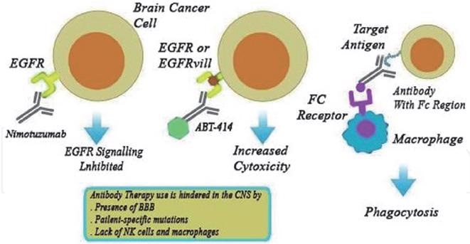 Therapeutic strategies for brain tumors: An overview