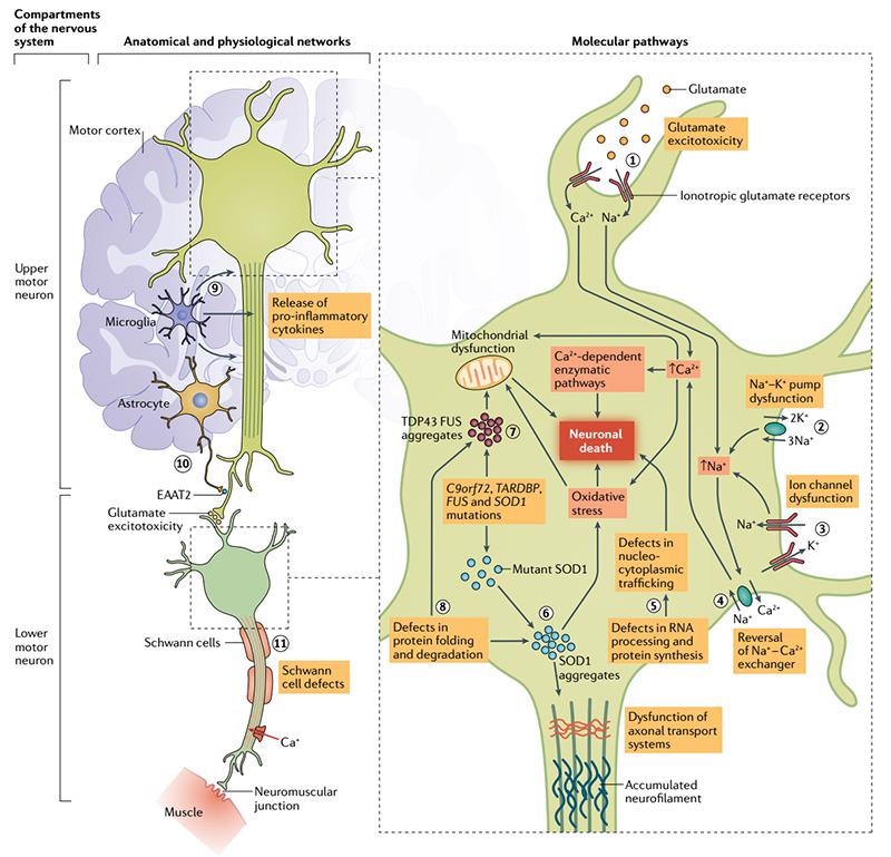 The pathology and epidemiology of Amyotrophic Lateral Sclerosis (ALS)