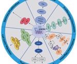 Examining the potential of CXCR4 and CCR5 as therapeutic targets for cancer and HIV therapy