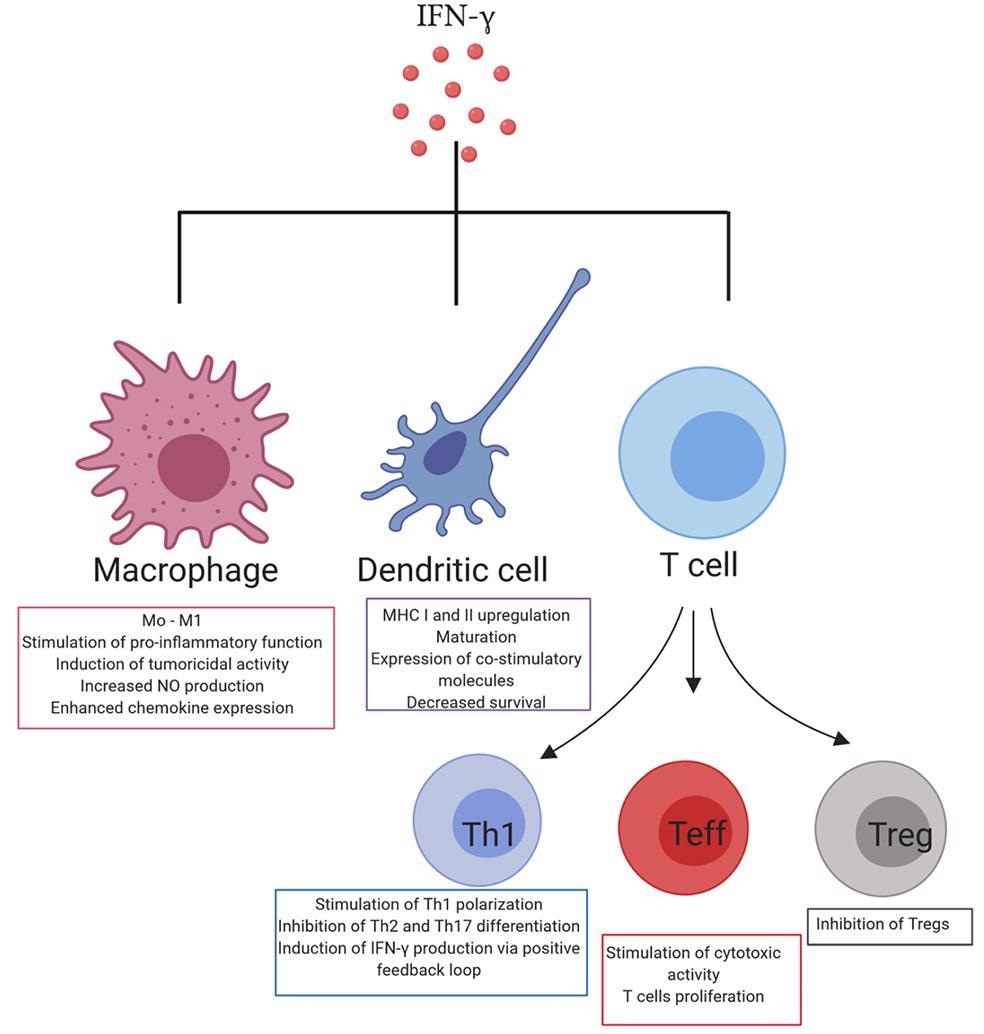IFN-γ: Targeted antibodies for detection and monitoring