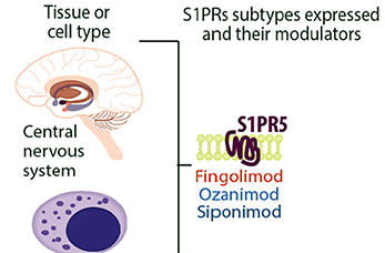Multiple Sclerosis: Examining the pathology, etiology, and potential therapeutic drugs