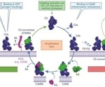 The complement cascade and its therapeutic potential in COVID-19, cancer and general inflammation