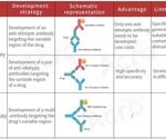 How to select a development strategy for anti-idiotypic antibodies