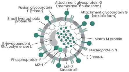 The applications of respiratory syncytial virus antigens and antibodies in therapeutic and immunological development