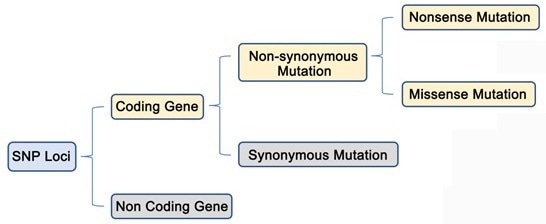 Insights into single nucleotide polymorphism (SNP) - Diversity of DNA sequences