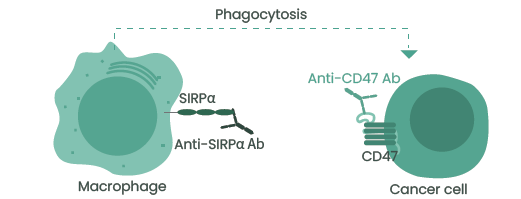 Anti-CD47 or SIRPα antibodies induce the phagocytosis of tumor cells by macrophages