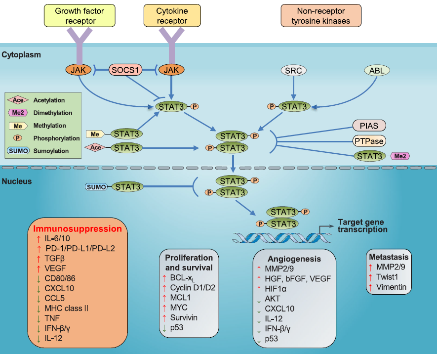Understanding STAT3, the intersection of many carcinogenic signaling pathways