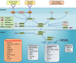 Understanding STAT3, the intersection of many carcinogenic signaling pathways