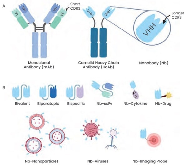 Improving cancer diagnostics and therapeutics through nanobody research