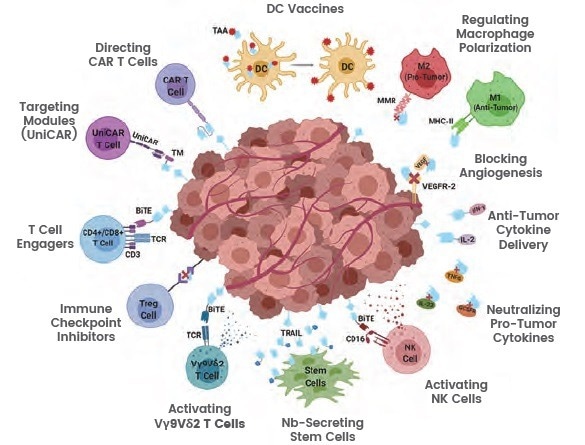 Improving cancer diagnostics and therapeutics through nanobody research