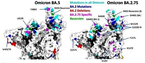 Producing antigen products to combat the BA.2.75 Omicron variant