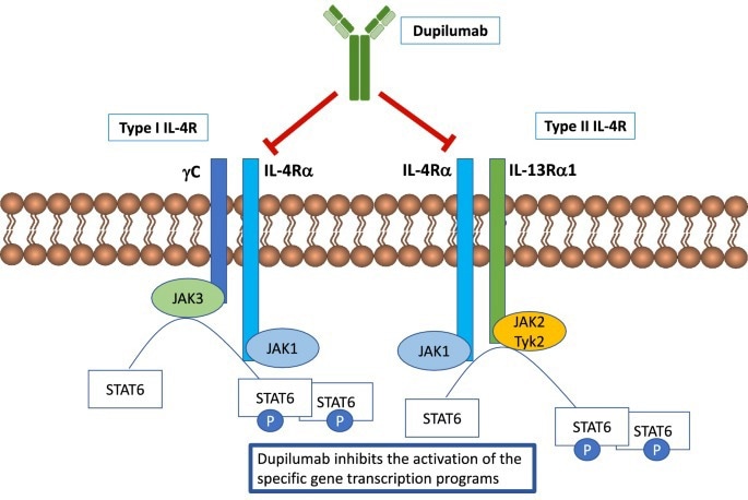 Interleukin-4 receptor (IL-4R): A drug target with massive potential