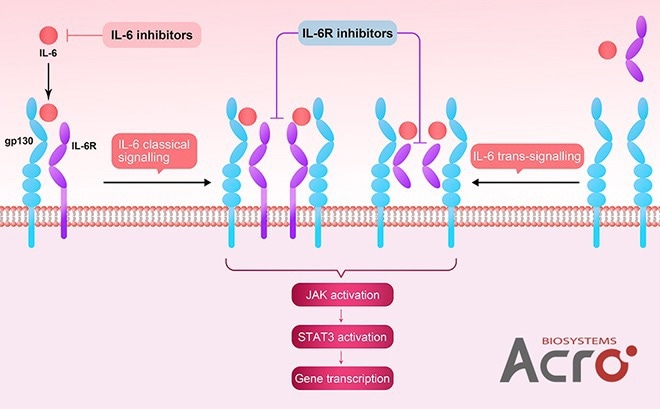 Interleukin-4 receptor (IL-4R): A drug target with massive potential