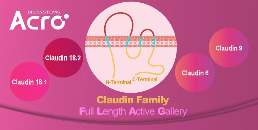 Facilitating innovative drug development with FLAG Claudin family proteins