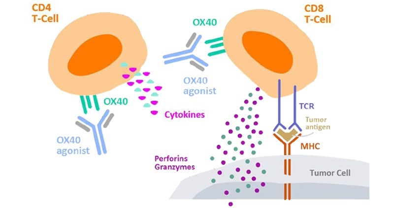 Cytokine secretion by CD4+ T cells to measure cell activation.2