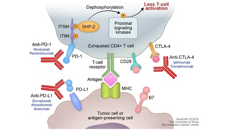 Figure on PD-1 pathway with cytokine secretion. 4