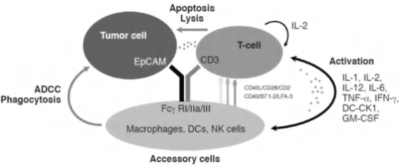 ADCC mechanism of action triggered by bispecific antibodies.5