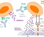 In vitro functional assays to augment immunotherapy research
