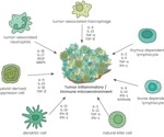 Targeting myeloid-derived suppressor cells in the tumor microenvironment