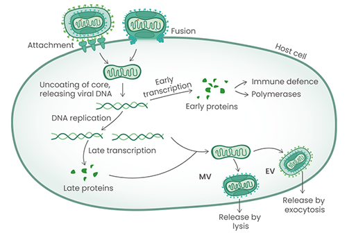 The MPXV life cycle with the different viral antigens playing role at the indicated steps.