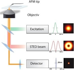 AFM in living cell experiments