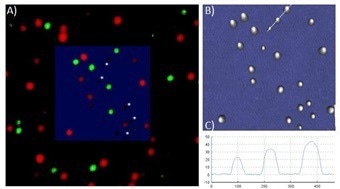 AFM in living cell experiments