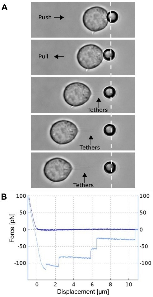 How to manipulate T-cell membrane tethers