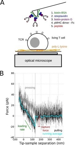 Using nano-force tools to dissect T cell mechanosensing
