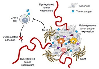 Solid Tumors: The next wall to overcome for cell therapies
