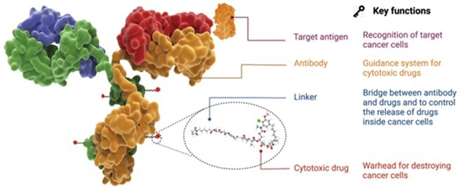 Making antibody-drug conjugate development more rapid through site-specific conjugation