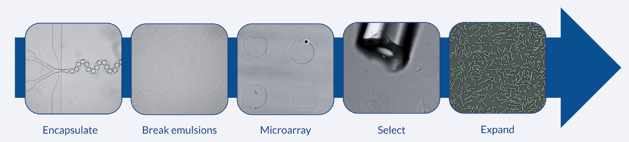 Workflow for array of alginate microbeads. Bacteria (P. putida) are encapsulated in CLEX hydrogel droplets and deposited on a PEI patterned surface to create an array. The clone of interest is selected and expanded.