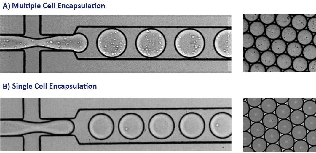 These images show the encapsulation of single cells or multiple cells per picodroplet. A) A large population of cells (greater than 1 million) were diluted to a concentration of 1x108 cells/mL in medium resulting in multiple cells per picodroplet. B) Cells were diluted to a concentration of 1x106 cells/mL to obtain population of mostly 1 cell per occupied picodroplet.