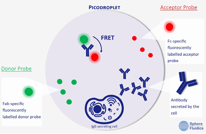 Positive events readout using the Cyto-Mine® picodroplet-based FRET IgG secretion assay. This model shows the standard assay to screen for IgG secreting cells. A customized pair of IgG-specific fluorescent probes are trapped within each picodroplet during encapsulation. IgG secreted from the encapsulated cell is recognized by the detection probe pair forming a 3-body FRET complex that induces a shift in fluorescent signal.