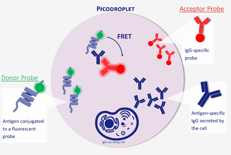 Positive events readout using Cyto-Mine® picodroplet-based FRET antigen-specific assay. A customized pair composed of fluorescent antigen and fluorescent IgG probe are trapped within each picodroplet during encapsulation. Only Antigenspecific IgG secreted from the encapsulated cell is recognized by the detection probe pair forming a 3-body FRET complex that induces a shift in fluorescent signal.